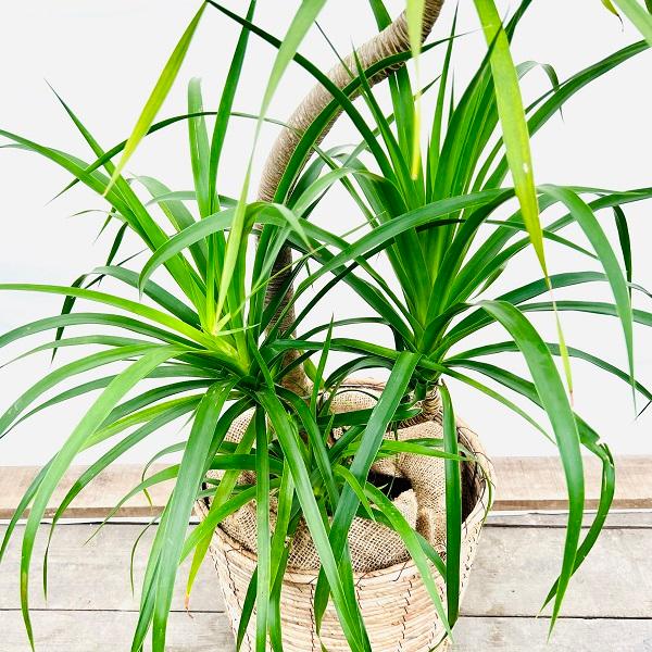 おしゃれ 観葉植物：ドラセナ カンボジアーナ*鉢カバー 大型佐川急便 2