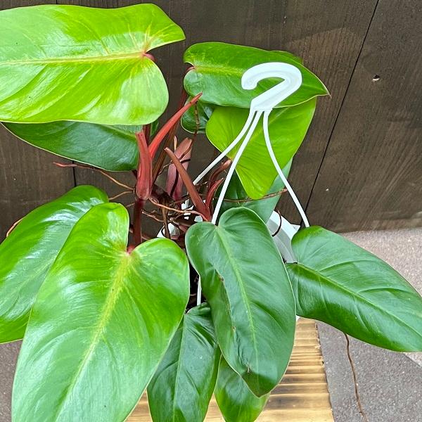 おしゃれ 観葉植物 ：フィロデンドロン オータム*吊り鉢 Philodendron