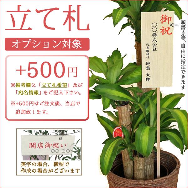 おしゃれ 観葉植物：モンステラ*セラアート 10号 受皿付 大型佐川便｜y-bonsai｜04