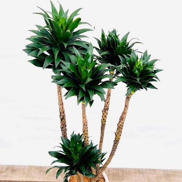 43【ドラセナ・コンパクタ約140cm】大型観葉植物｜西海岸インテリア｜ おしゃれ 観葉植物：ドラセナ コンパクタ*鉢植え 受皿付 ココヤシ 大型