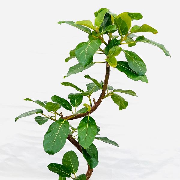 おしゃれ 観葉植物：フィカス アフリカンプリンス*バスケット白 現品1