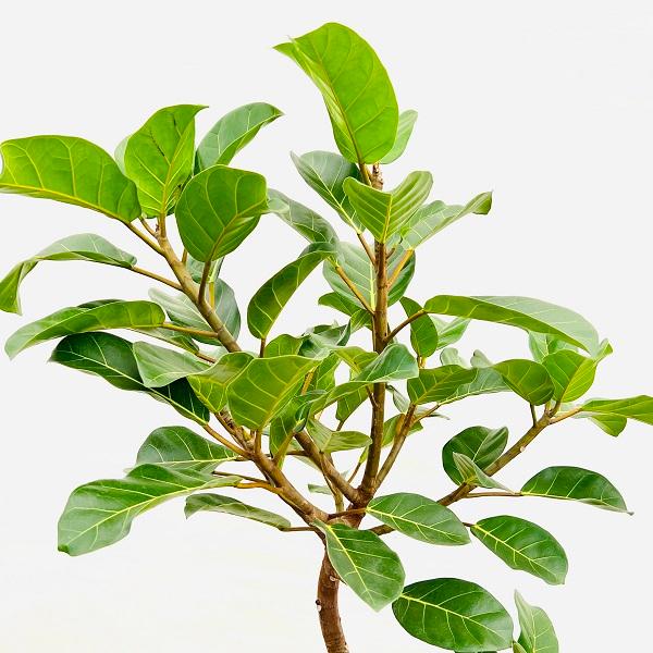 フィカス アフリカンプリンス 太幹 お引取り限定 植物