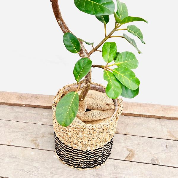 おしゃれ 観葉植物:フィカス アフリカンプリンス*バスケット おしゃれ 観葉植物:フィカス アフリカンプリンス*バスケット
