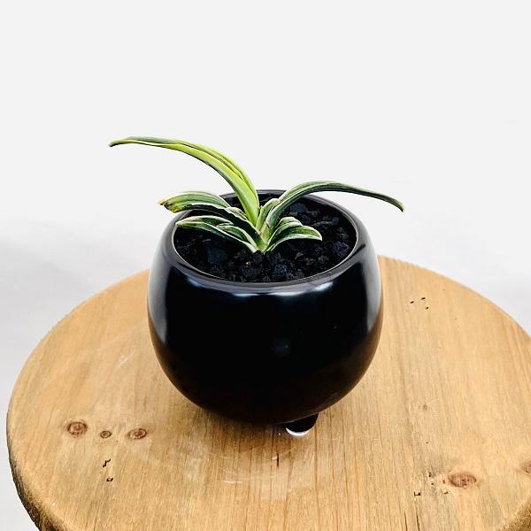 古典園芸植物：万年青 洋風モダン鉢*オモト おもと 観葉植物 鉢色