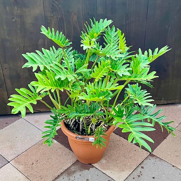 おしゃれ 観葉植物 クッカバラ：フィロデンドロン ザナドゥ*プラポット