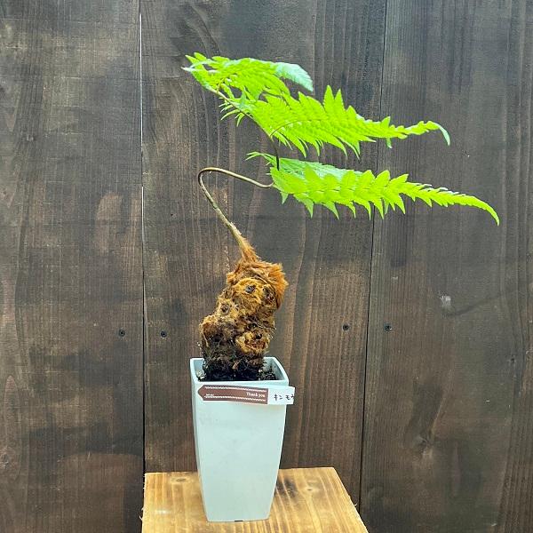 おしゃれ 観葉植物 キンモウコウ：ゴールデンモンキー タカワラビ*金毛