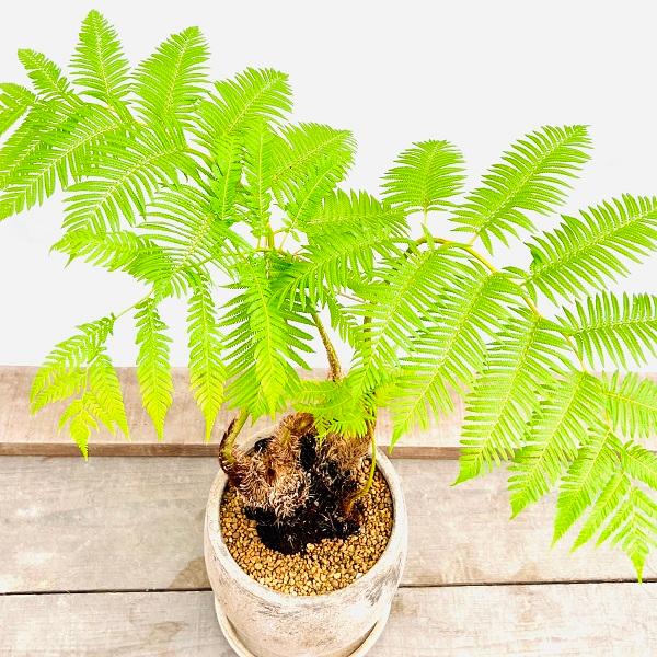おしゃれ 観葉植物 シダ植物：ヘゴシダ 鉢植え 受皿付* : 遊恵盆栽