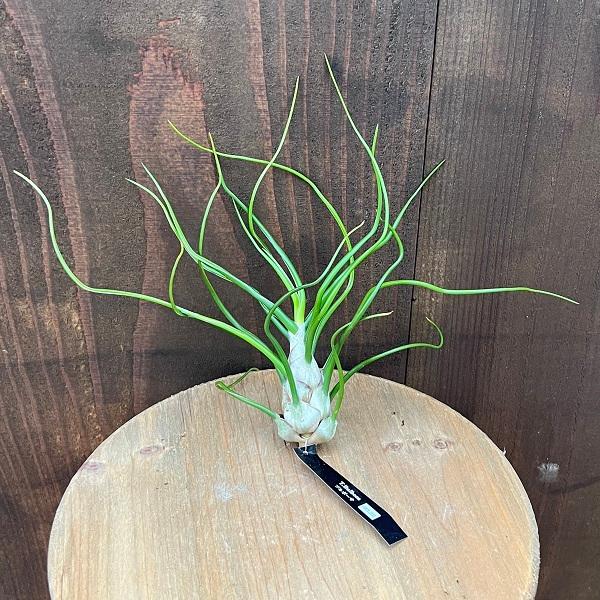 モ*オ様 レア⭐︎ チランジア　ブルボーサ　アルバ　エアプランツ 楽天市場】(現品) チランジア ブルボーサ 交配種 (No.21892