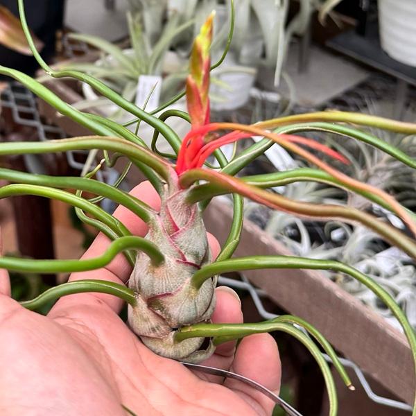 観葉植物:チランジア エアープランツ ブルボーサ ベリーズ L 観葉植物:チランジア エアープランツ ブルボーサ ベリーズ L