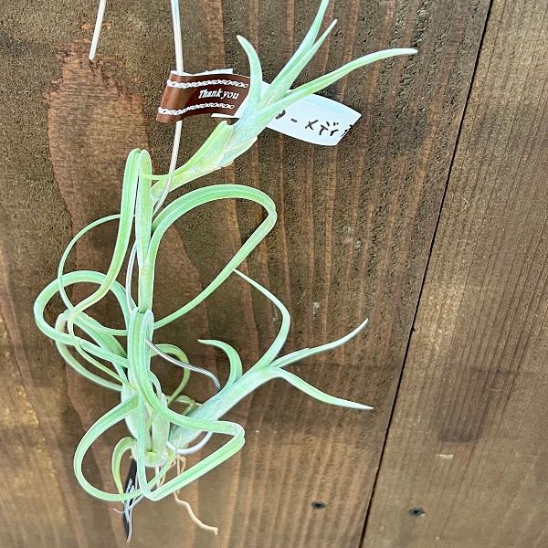観葉植物：チランジア エアープランツ インターメディア 2pup 小*エア