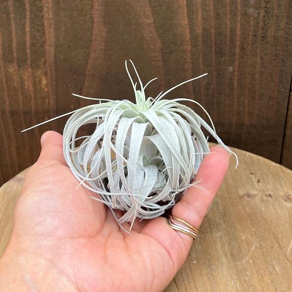★動作確認済み 観葉植物：チランジア エアープランツ チャペウエンシス チュリフォルミス 現品1番*エアプランツ 【S2861559239】(18308円)