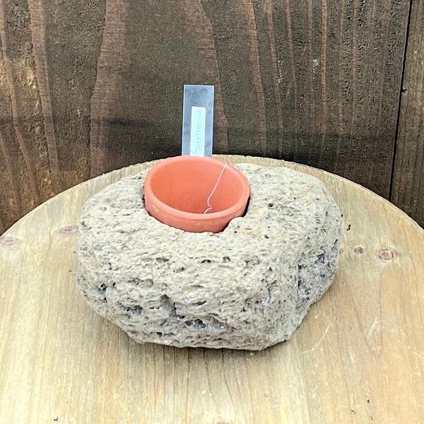 ★動作確認済み 観葉植物：チランジア エアープランツ チャペウエンシス チュリフォルミス 現品1番*エアプランツ 【S2861559239】(18308円)