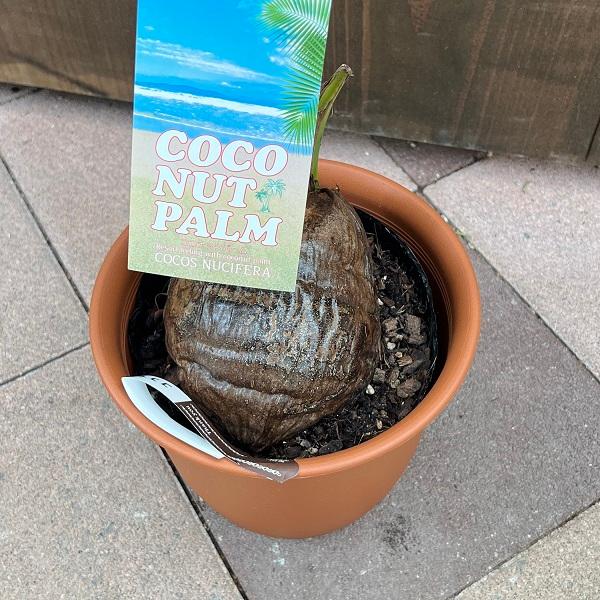 おしゃれ 観葉植物：ココヤシ*ココナッツパーム プラポット 大型ヤマト