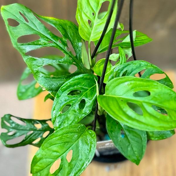 観葉植物：モンステラ ラニアータ*4号 吊り鉢 : 遊恵盆栽 Yahoo!店