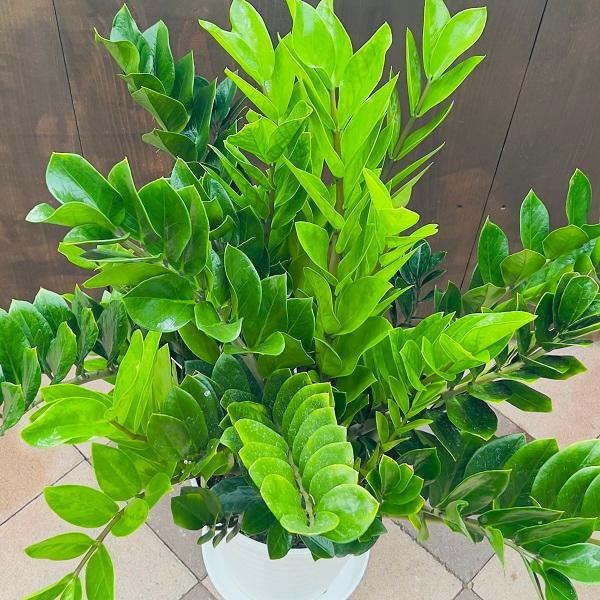 おしゃれ 観葉植物：金銭樹 ザミオクルカス*10号セラアート 現品をお