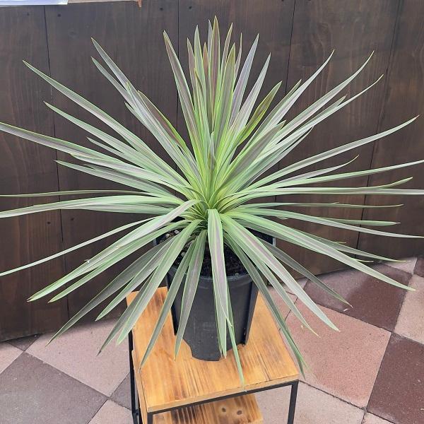 コルジリネ　チョコミント　8号特大苗木最高等級極上品‼️ おしゃれ 観葉植物：コルジリネ チョコレートミント*8号 : 遊恵盆栽