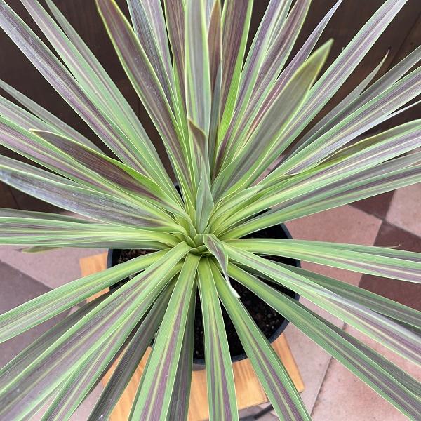 おしゃれ 観葉植物：コルジリネ チョコレートミント*8号 : 遊恵盆栽