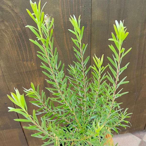 苗 鉢花 観葉植物：リューカデンドロン*各種選べます 5号 リュウカデンドロン　リューカ5｜y-bonsai｜02