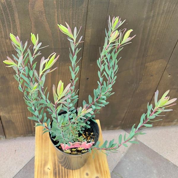 苗 鉢花 観葉植物：リューカデンドロン*各種選べます 5号 リュウカデンドロン　リューカ5｜y-bonsai｜04