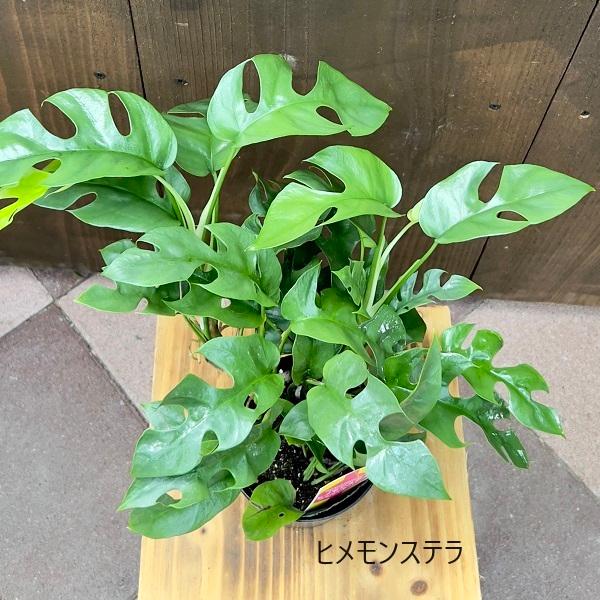 おしゃれ 観葉植物 選べる：ハンギング プランツ*ヒメモンステラ