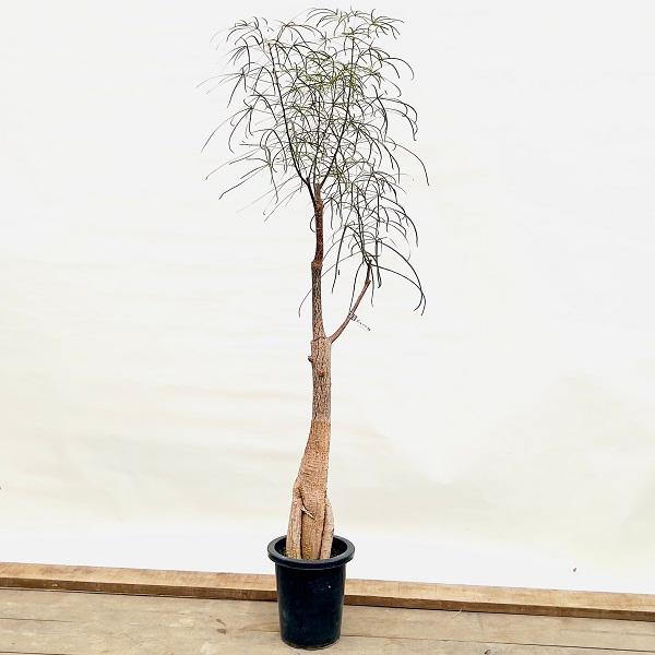 おしゃれ 観葉植物：ブラキキトン ボトルツリー*8号プラポット 現品