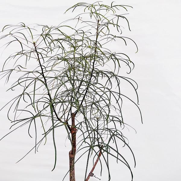 ボトルツリー　M2　８号　高さ125ｃｍ おしゃれ 観葉植物：ブラキキトン ボトルツリー*8号プラポット