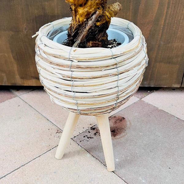 珍品 キンモウコウ　金毛狗 タカワラビ　ゴールデンモンキー 3.5号鉢 おしゃれ 観葉植物 キンモウコウ：ゴールデンモンキー