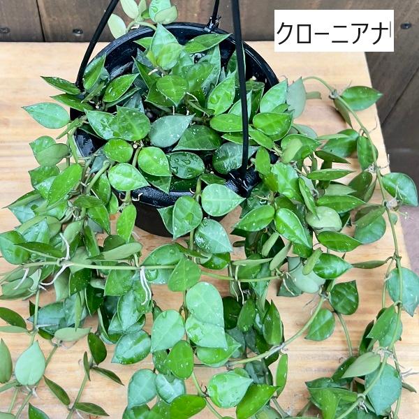 おしゃれ 観葉植物 品種選べる：ホヤ 吊り鉢*4号 各種