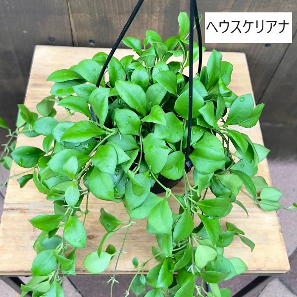 おしゃれ 観葉植物 品種選べる：ホヤ 吊り鉢*4号 各種 クローニアナ