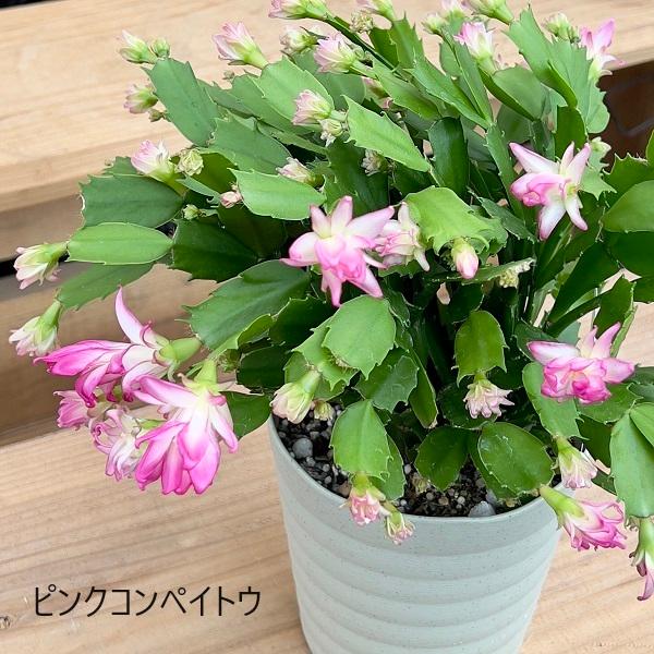 おしゃれ 観葉植物 選べる：デンマークカクタス コンペイトウ *5号