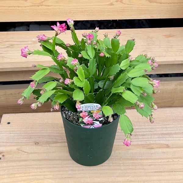 おしゃれ 観葉植物 選べる：デンマークカクタス コンペイトウ *5号