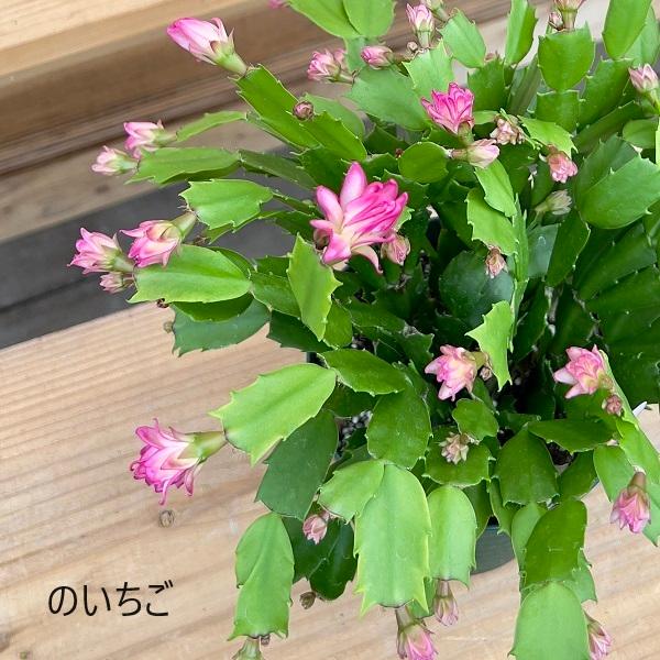 おしゃれ 観葉植物 選べる：デンマークカクタス コンペイトウ *5号