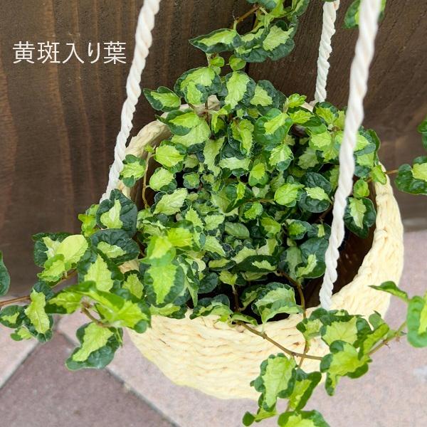 観葉植物 選べる：フィカス　プミラ*吊り鉢カバーS 組合わせ自由｜y-bonsai｜02