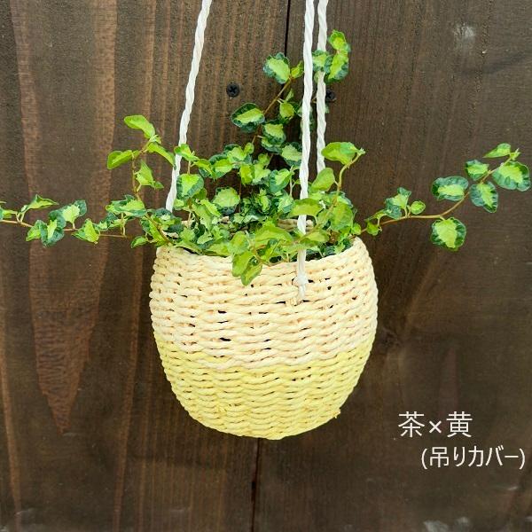 観葉植物 選べる：フィカス　プミラ*吊り鉢カバーS 組合わせ自由｜y-bonsai｜04