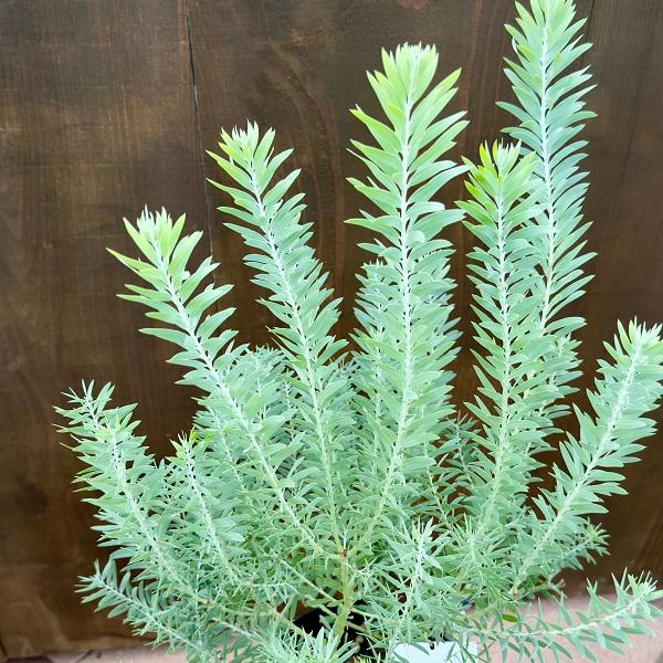 花苗 観葉植物：アカシア ブルーブッシュ*6号 : 遊恵盆栽 Yahoo!店