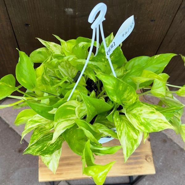 おしゃれ 観葉植物：ポトス テルノエスプリ*5号 吊り鉢 : 遊恵盆栽