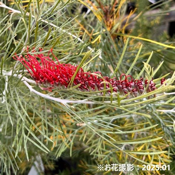 花苗 観葉植物：グレビレア キングスファイア*5号 Grevillea Kings
