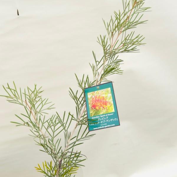 花苗 観葉植物：グレビレア スピリットオブアンザック*5号 Grevillea