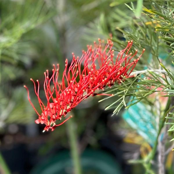 花苗 観葉植物：グレビレア スピリットオブアンザック*5号 Grevillea