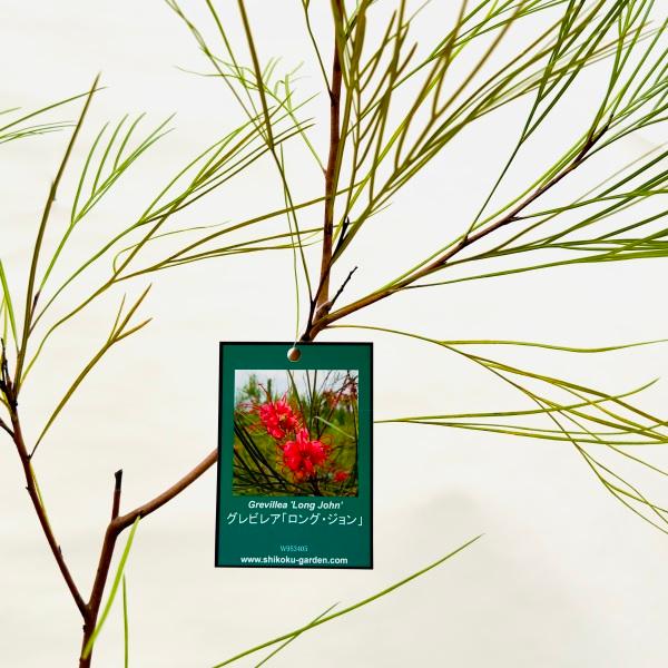 花苗 観葉植物：グレビレア ロングジョン*5号 Grevillea Long John