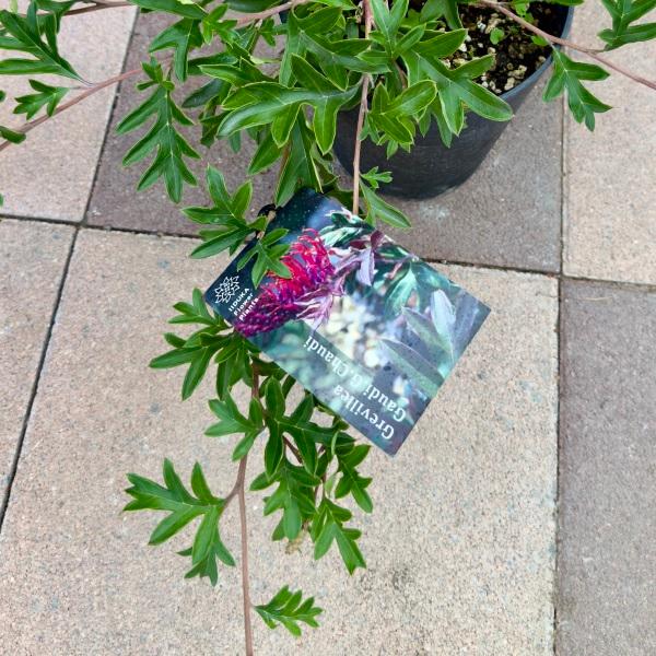 花苗 観葉植物：グレビレア ガウディチャウディ*5号 Grevillea