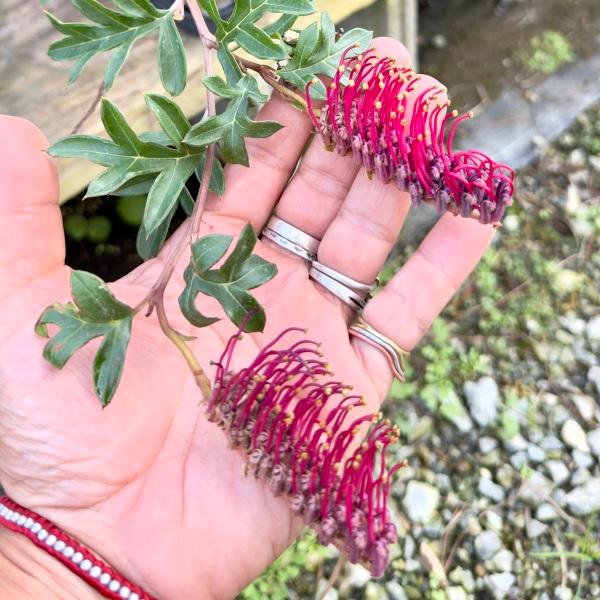 花苗 観葉植物：グレビレア ガウディチャウディ*5号 Grevillea