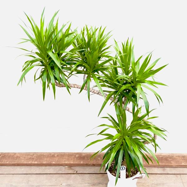おしゃれ 観葉植物：ドラセナ ナビー*セラアート 受皿付 現品1番 大型