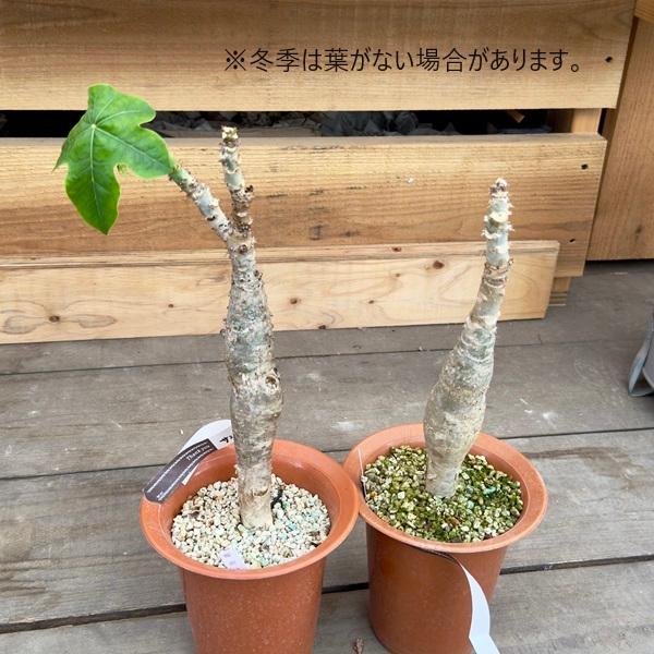 サンゴアブラギリ 苗 観葉植物