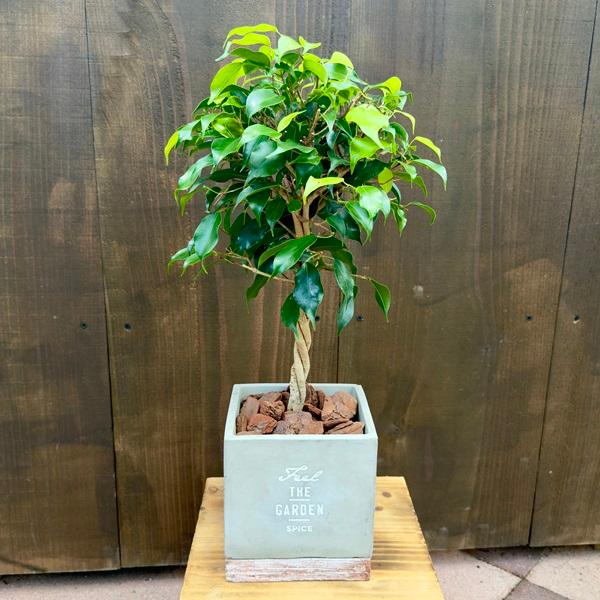 おしゃれ 観葉植物 フィカス：ねじり ベンジャミン キングハロー鉢植え