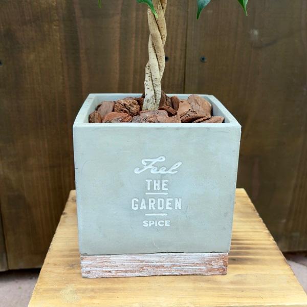 おしゃれ 観葉植物 フィカス：ねじり ベンジャミン キングハロー鉢植え