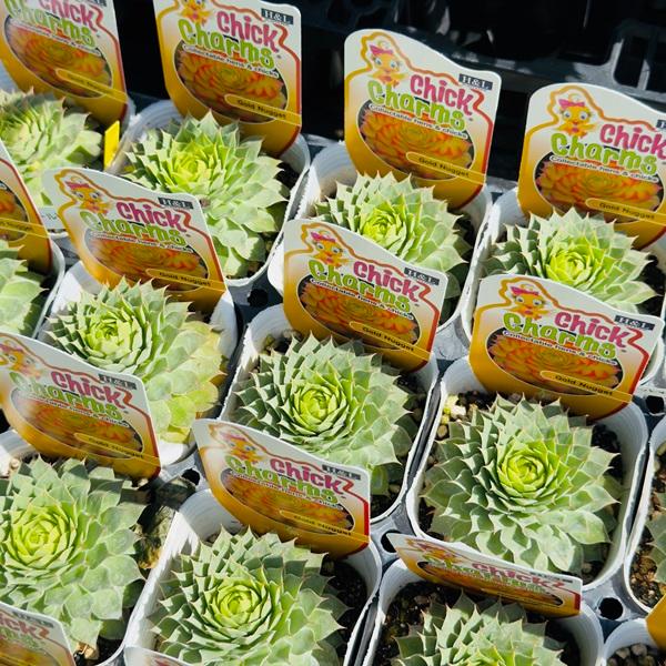 観葉植物 苗：センペルビウム ゴールド ナゲット*センペルビブム