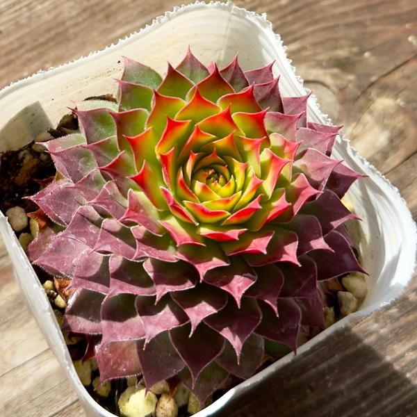 観葉植物 苗：センペルビウム ゴールド ナゲット*センペルビブム