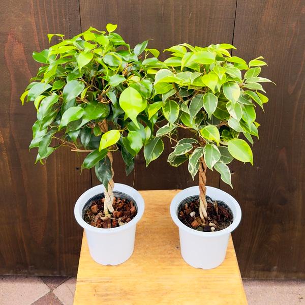 おしゃれ 観葉植物 選べる フィカス ：ねじり ベンジャミン*4号プラポット プリンセスorキングハロー 斑入り葉 緑葉（Yahoo!・遊恵盆栽　Yahoo!店）