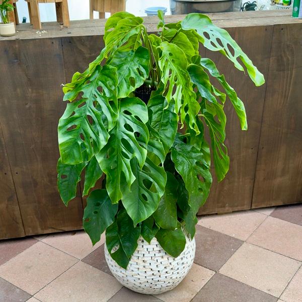 観葉植物：モンステラ デュビア 鉢カバー*ドゥビア 現品をお届け 大型